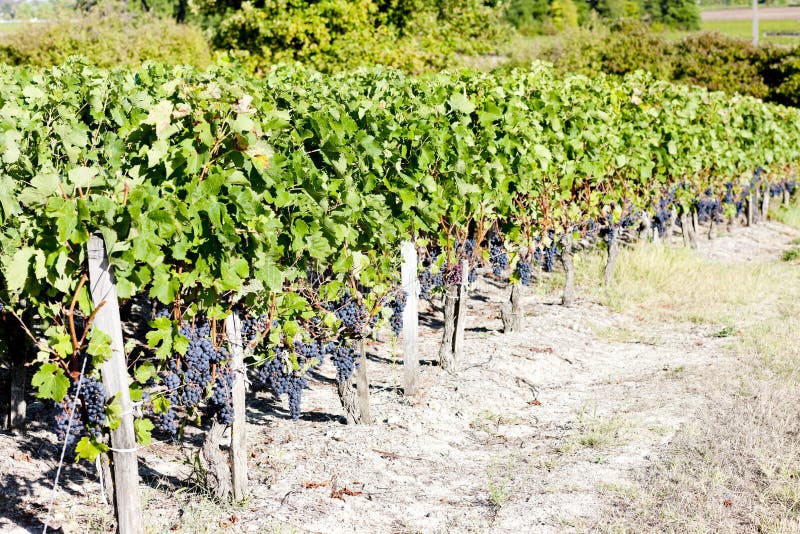 vinhedo na região do Bordéus, Aquitaine, França imagens de stock vinhedo na região do Bordéus, Aquitaine, França imagens de stock