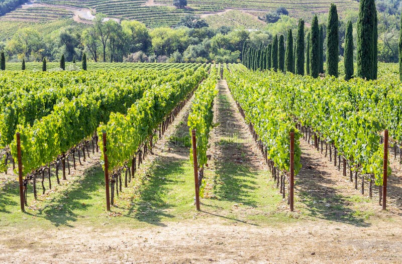 Vinhedo na área montanhosa de Napa Valley imagens de stock Vinhedo na área montanhosa de Napa Valley imagens de stock