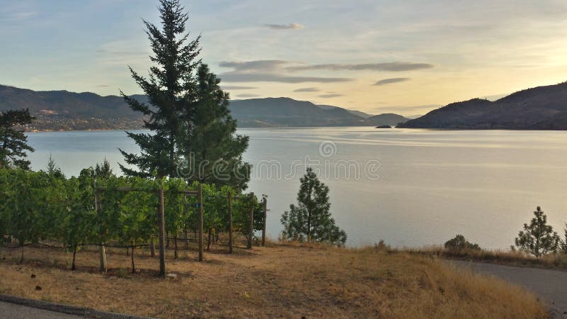 Vinhedo no lago imagem de stock Vinhedo no lago imagem de stock