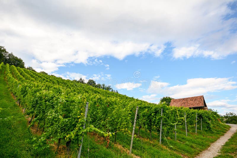 Vinhedo íngreme ao lado de uma passagem com cabana velha perto de uma adega na área de crescimento do vinho de Toscânia, Itália foto de stock royalty free Vinhedo íngreme ao lado de uma passagem com cabana velha perto de uma adega na área de crescimento do vinho de Toscânia, Itália foto de stock royalty free