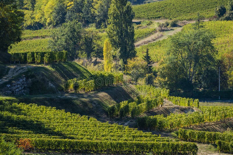 Vinhedos de Saint Emilion, vinhedos do Bordéus, vinhedo terraced imagem de stock Vinhedos de Saint Emilion, vinhedos do Bordéus, vinhedo terraced imagem de stock