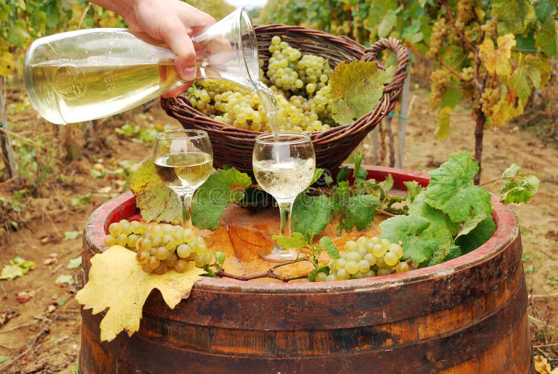 Pouring white wine in vineyard. Pouring white wine in vineyard