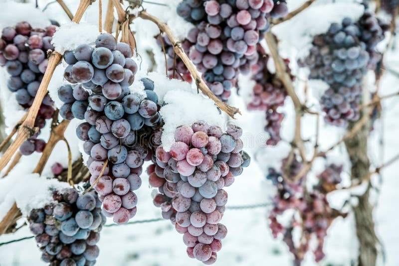 Vinho do gelo Uvas vermelhas de vinho para o vinho do gelo na condição e na neve do inverno imagem de stock royalty free Vinho do gelo Uvas vermelhas de vinho para o vinho do gelo na condição e na neve do inverno imagem de stock royalty free