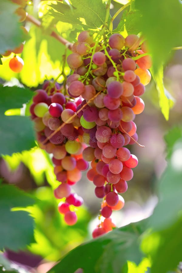 Vino bianco dell'uva sull'albero immagine stock Vino bianco dell'uva sull'albero immagine stock