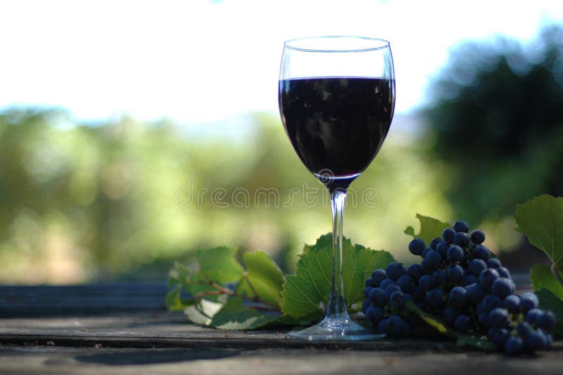 vino winnic vino winnic