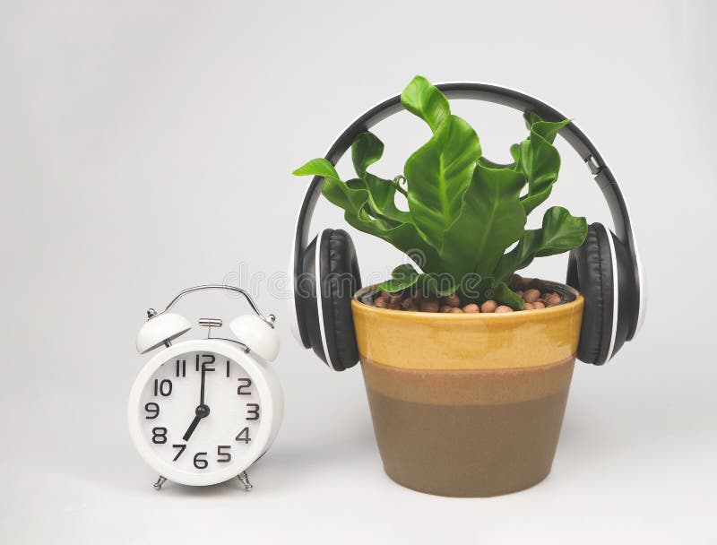 Vintage alarm clock and Cobra Bird`s nest fern in brown plant pot cover with headphones on white background. Music help plant. Front view of vintage alarm clock stock photo