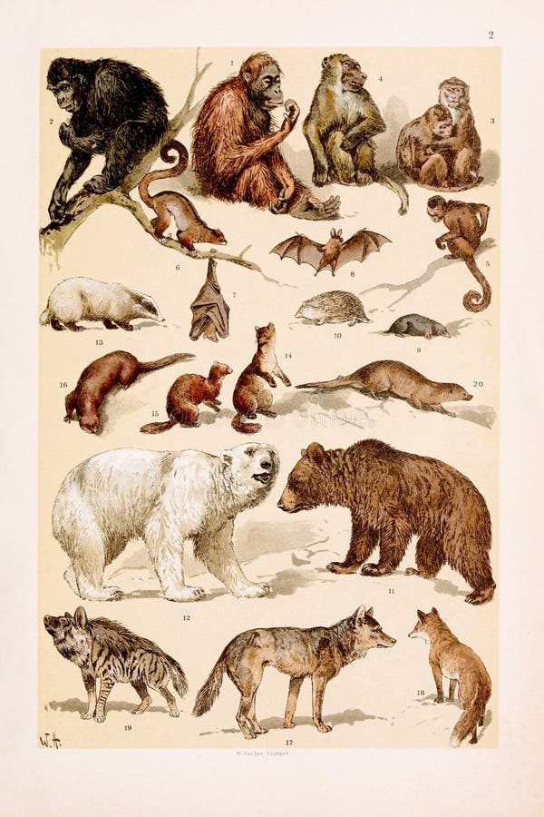 California Gorilla Vintage Animal Lover Art California Gorilla Vintage Animal Lover Art