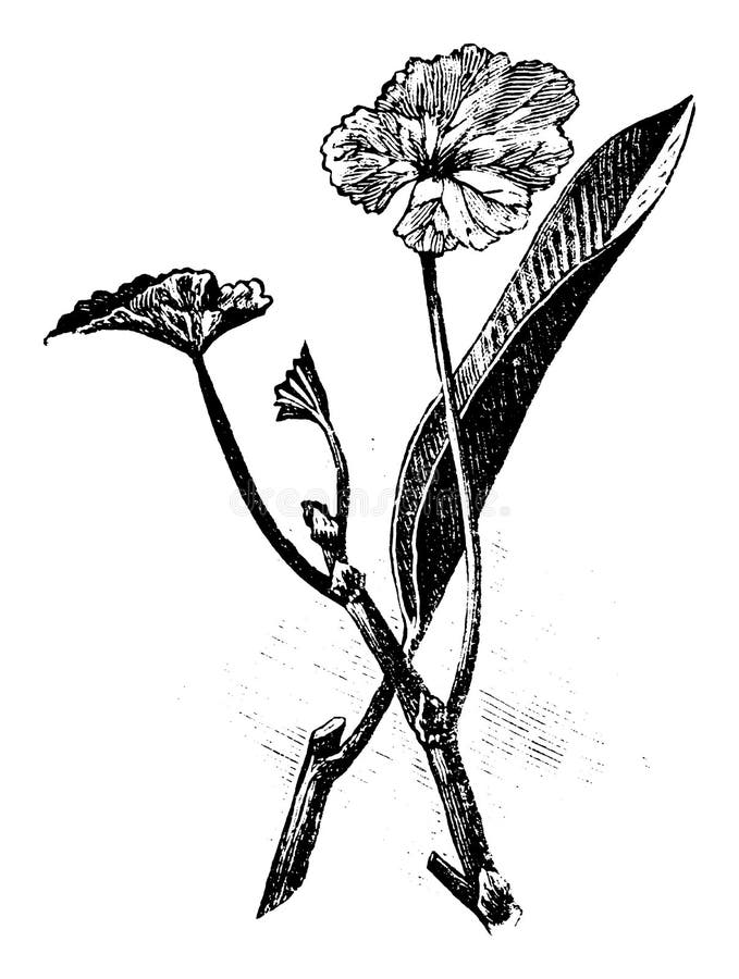 Vintage Antique Line Art Ilustracja, rysunek lub grawerowanie cięć roślin Pelargonium i Ficus lub kwiatów royalty ilustracja