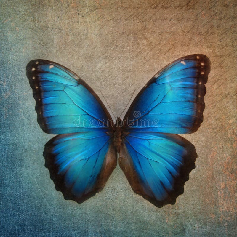 Vintage Background with Butterfly Stock Photo Image of color