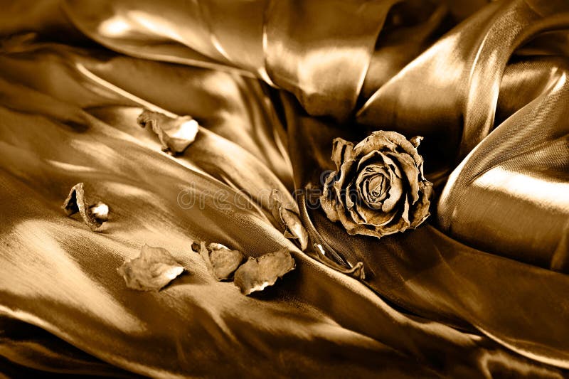 Vintage background: Dry rose on satin