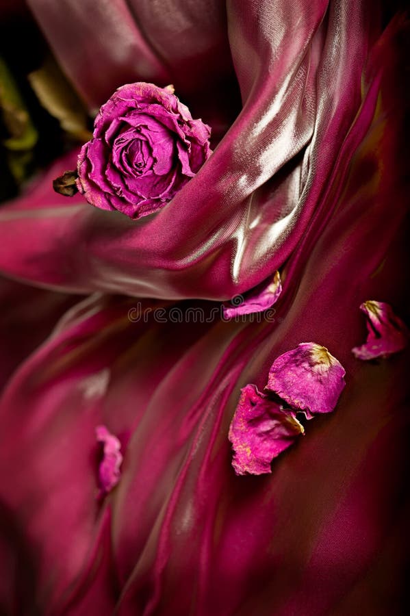 Vintage background: Red dry rose on satin