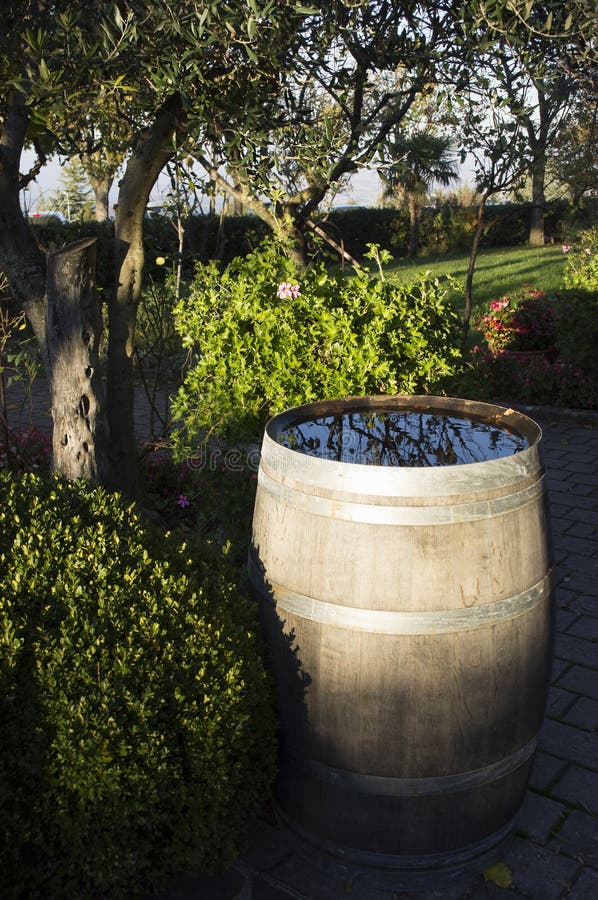 Vintage barrel with rain water.