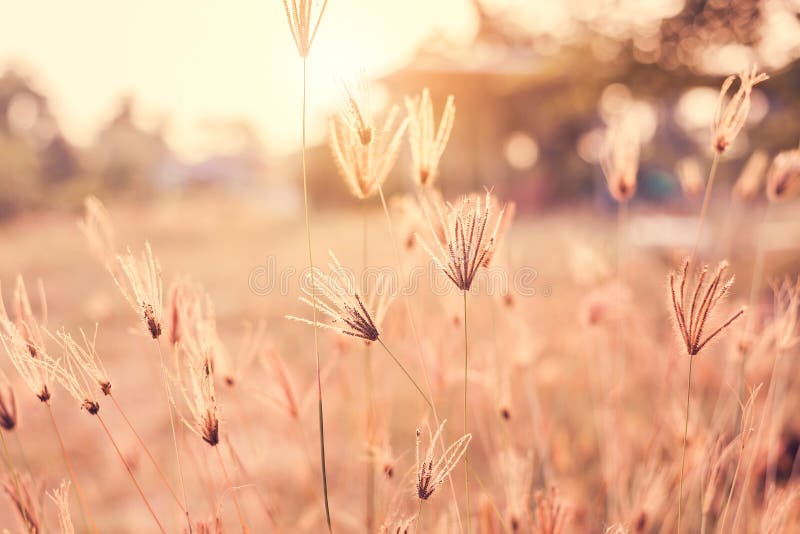 Vintage of beautiful flower have soft focus at sunset background