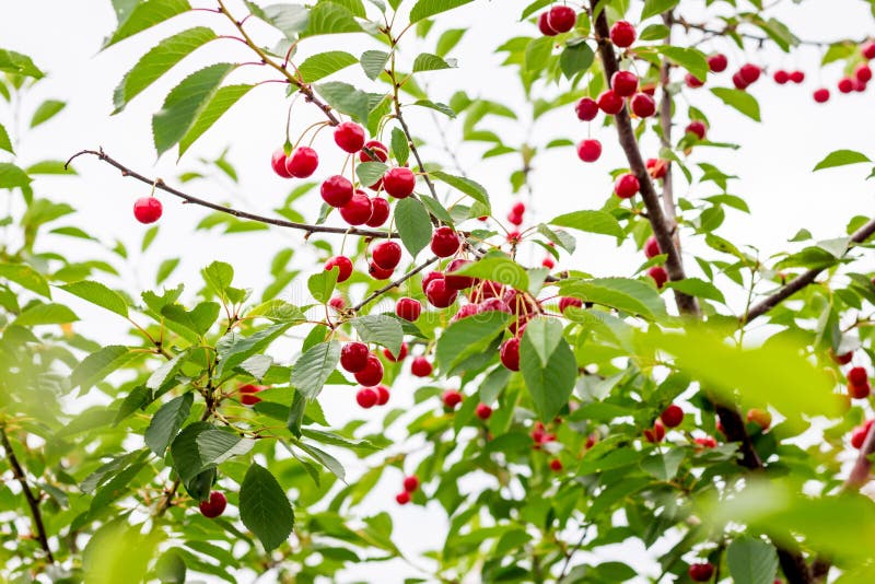 Vintage Berrys of Cherries. Red Cherry Berries on a Tree_ Stock Image