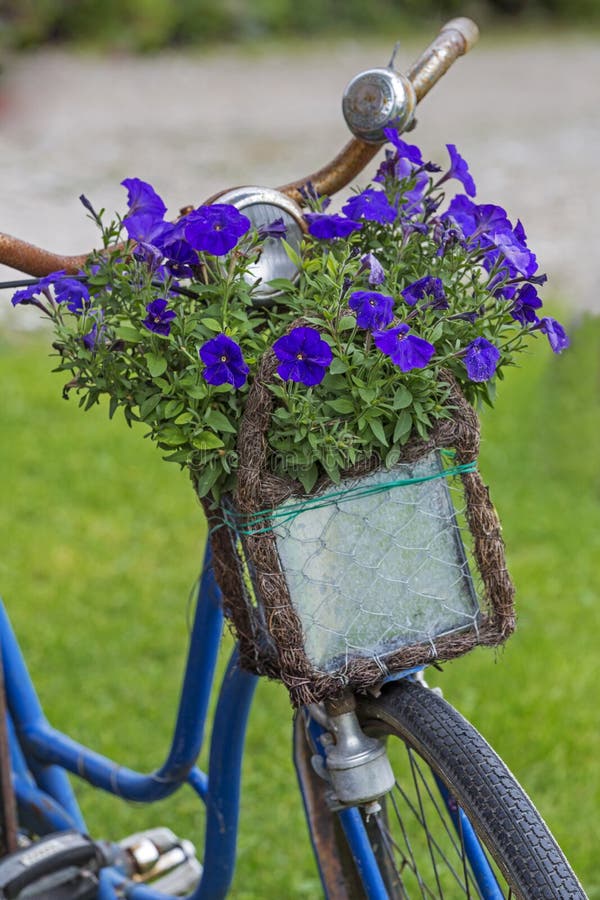 Vintage bicycle with flowers in a basket royalty free stock photo Vintage bicycle with flowers in a basket royalty free stock photo