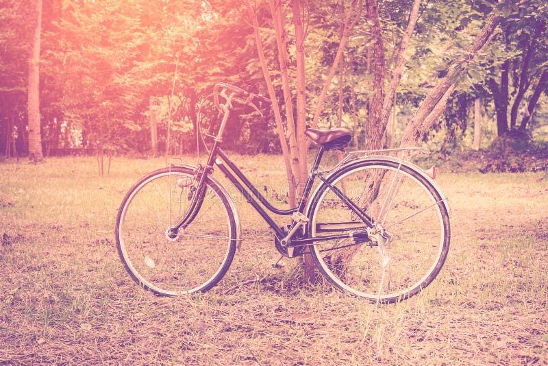 Vintage bicycle in garden stock photo. Image of decor 67845866