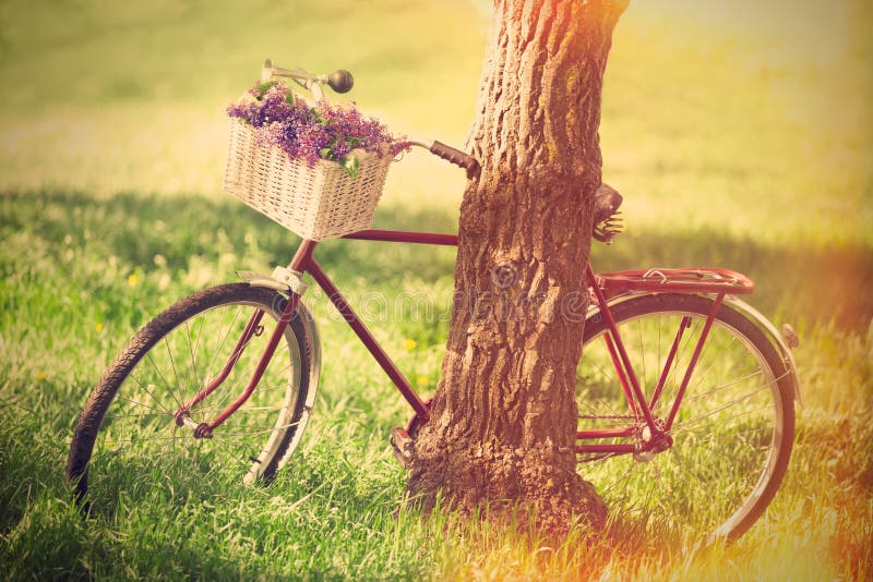 Bicicletta Vintage in attesa albero vicino.