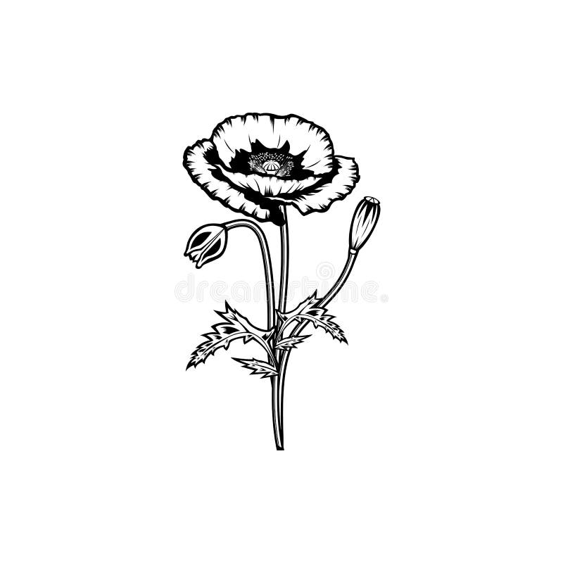 Vintage Black and White Blooming Sunflower Flowers Concept on White ...