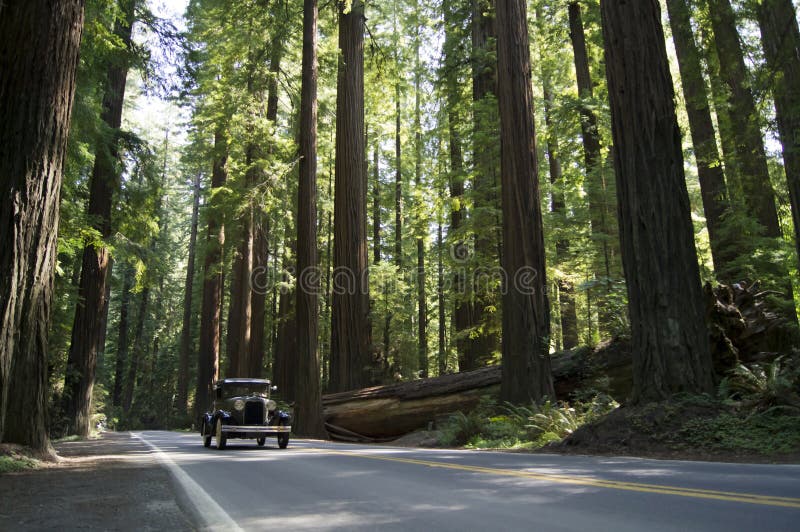 Vintage Car in California Redwoods Stock Image Image of leaf, tour