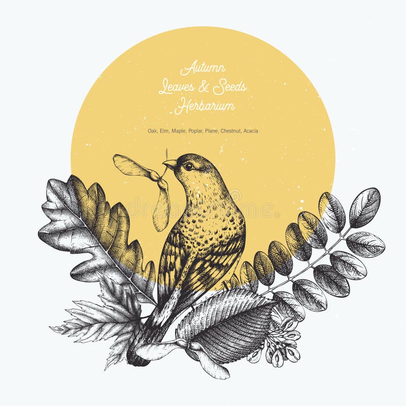 Vintage card design with bird. Hand drawn leaves and seeds illustration. Vector autumn template. Wedding invitation.