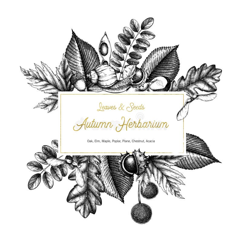 Vintage card design. Hand drawn leaves and seeds illustration. Vector autumn template. Wedding invitation.