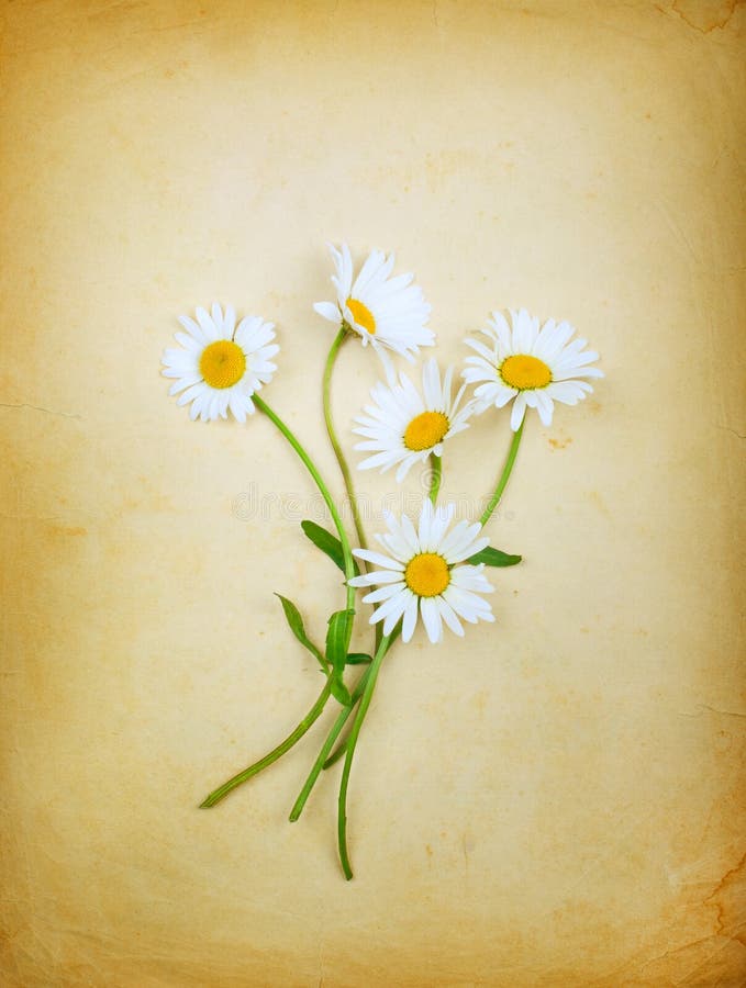 Vintage composition with a bouquet of daisies