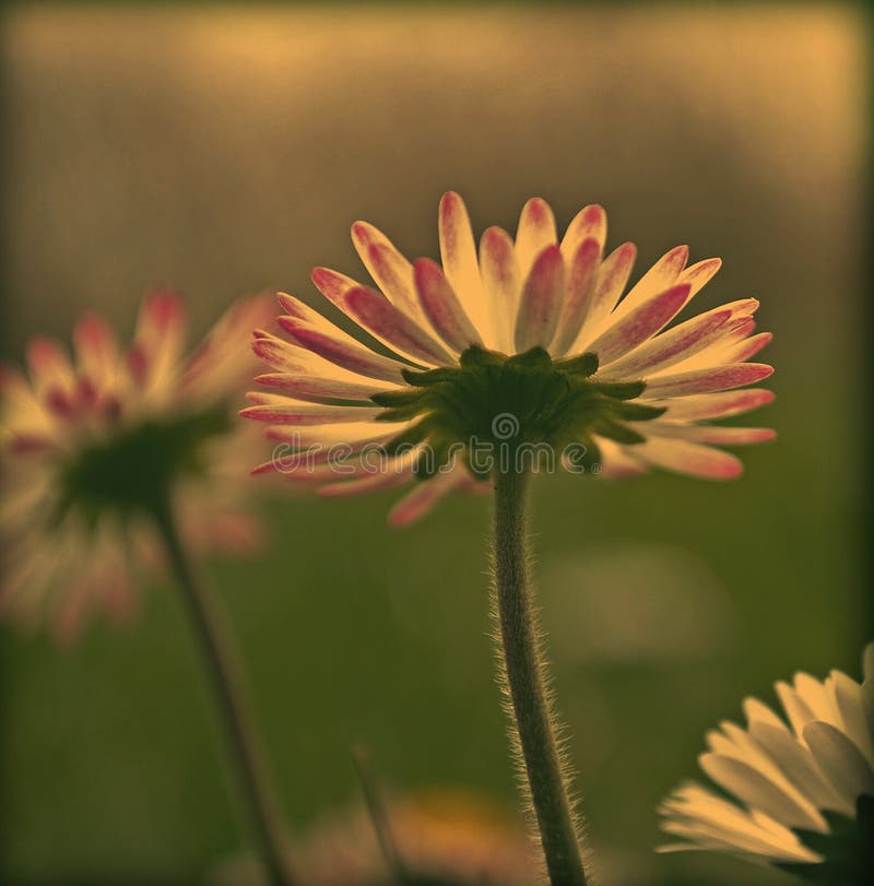 Vintage Daisy stock photo. Image of petals, light, sunset 27967240