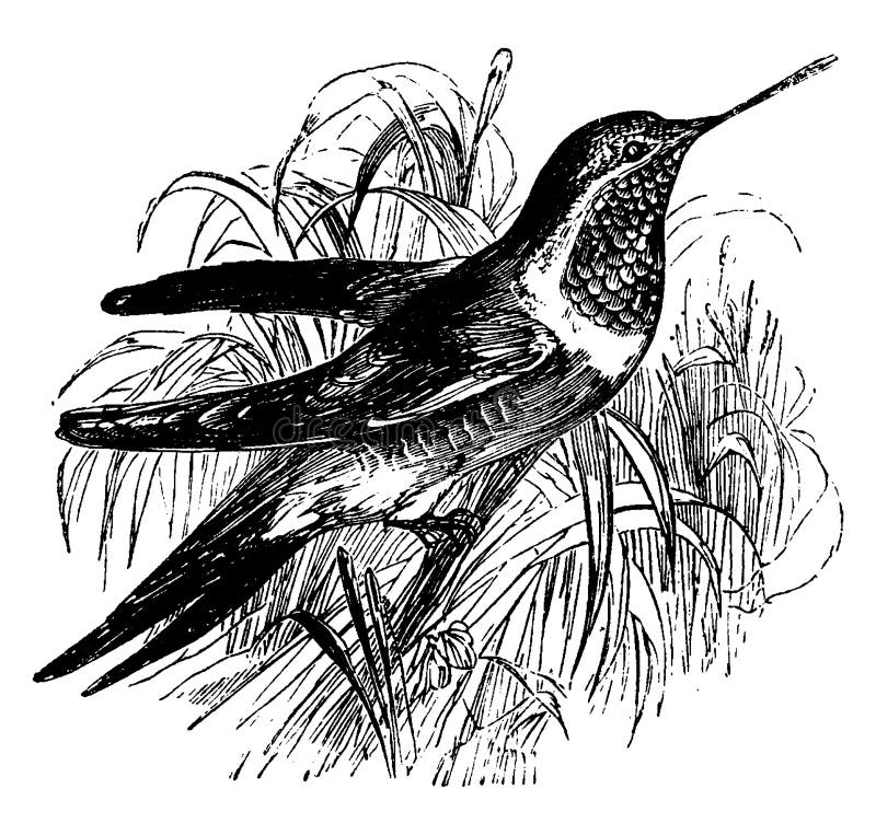 Vintage di colibrì a gola di ruby royalty illustrazione gratis