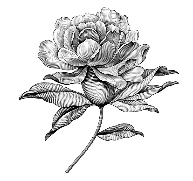 Vintage di girasole di rosa di peonia, nero e bianco, illustrazione botanica. modello di botanica catadiottrica dei vettori inciso