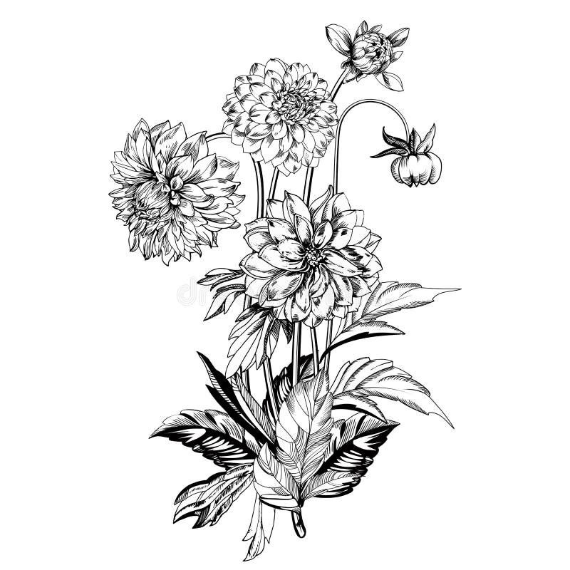 Vintage elegant flowers. Black and white vector illustration. Dahlias flowers. Botany royalty free illustration