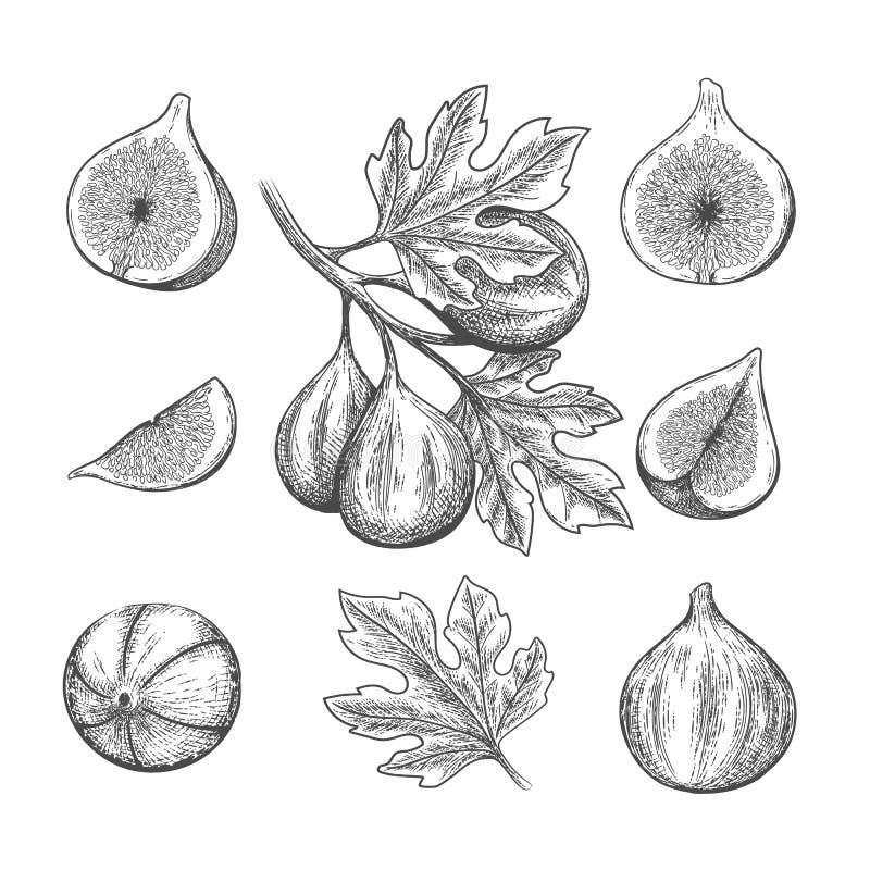 Ripe figs on branch and in dried figs in bowl sketch vector illustration  Sweet fruits harvest hand drawn garden agriculture and farm isolated desig  Stock Vector Image  Art  Alamy