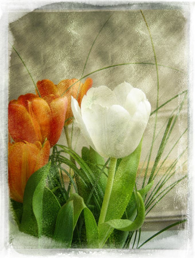 Great flowers (tulips) with Victorian vintage effect. Great flowers (tulips) with Victorian vintage effect