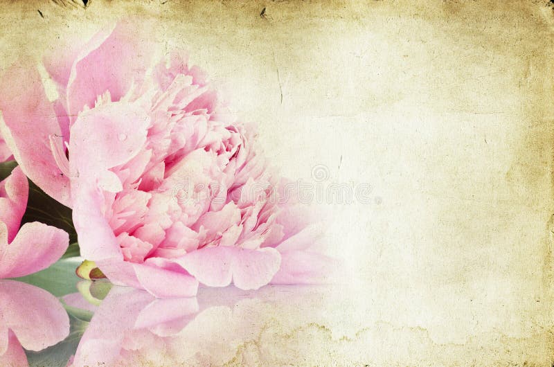 Vintage flower (peony) stock image. Image of natural 27143305