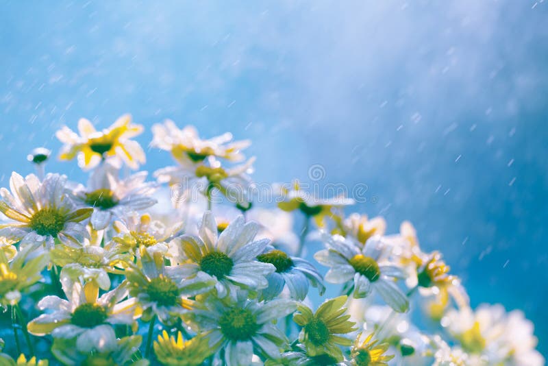 Vintage flowers in the rain