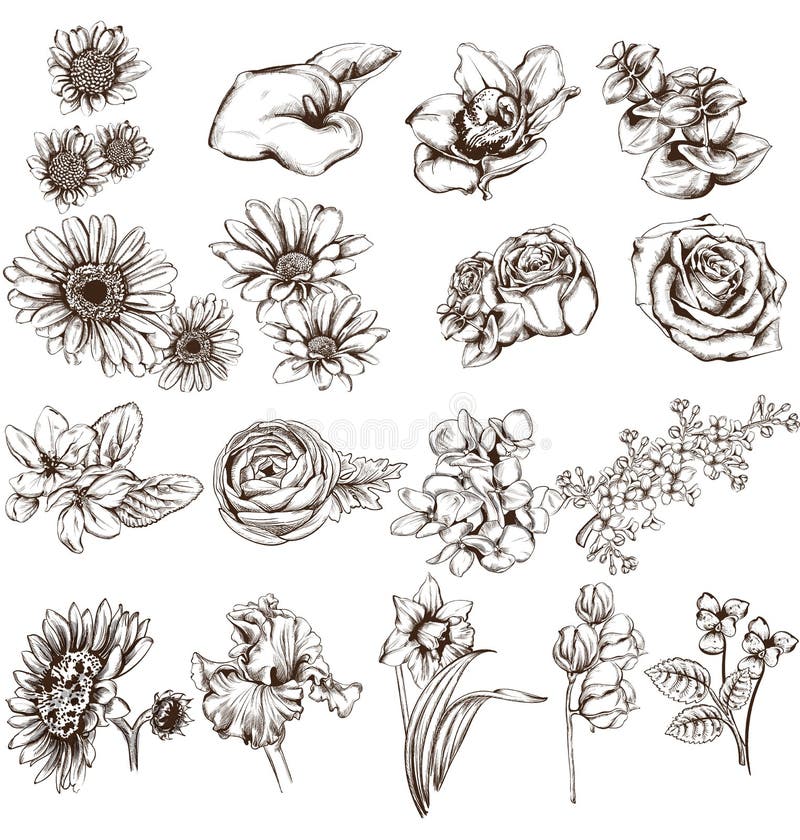 Vintage flowers set line art Vector. Sunflower, roses and narcisus