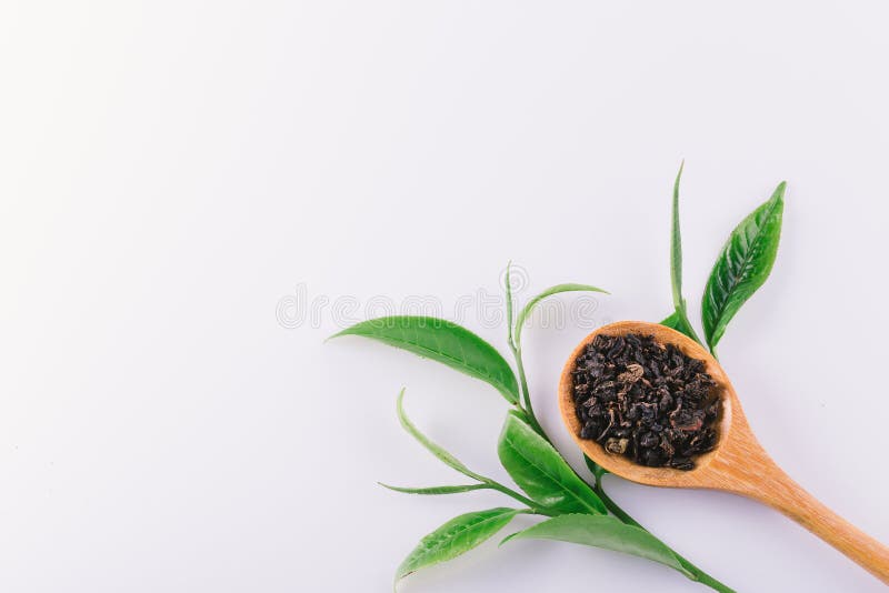 vintage Green tea leaf isolated on white background stock images vintage Green tea leaf isolated on white background stock images