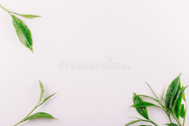 vintage Green tea leaf isolated on white background royalty free stock photography vintage Green tea leaf isolated on white background royalty free stock photography