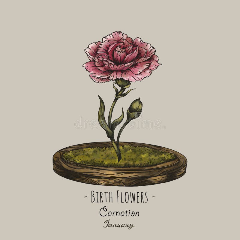 Carnation - January Birth Flower