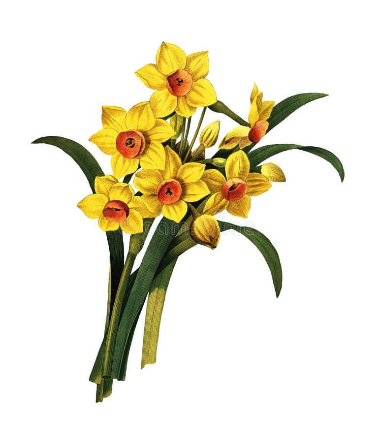 Narcissus tazetta | Antique Flower Illustrations