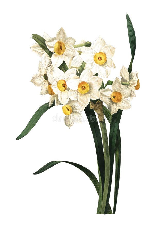 Narcissus tazetta | Antique Flower Illustrations