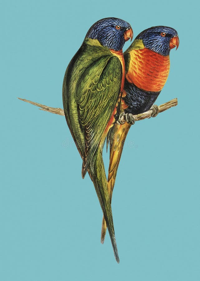 Vintage Illustration of Swainson`s Lorikeet