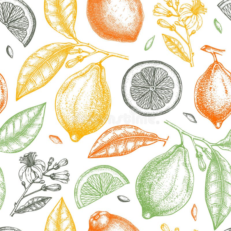 Vintage Ink handgezogene Zitrusfrüchte Sammlung Vector Illustration der sehr detaillierten Zitronenzweige - Skizzen für Zitrusfrü stock abbildung