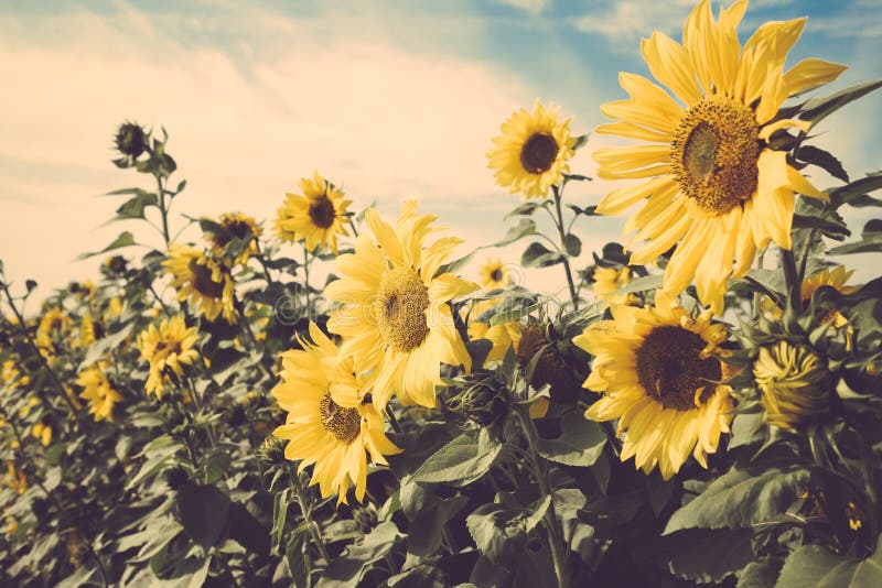 Vintage jaune de champ de pré de tournesol de fleur rétro image stock Vintage jaune de champ de pré de tournesol de fleur rétro image stock