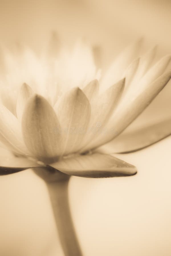 Vintage lotus stock photo. Image of nature, vintage, lotus 43531272