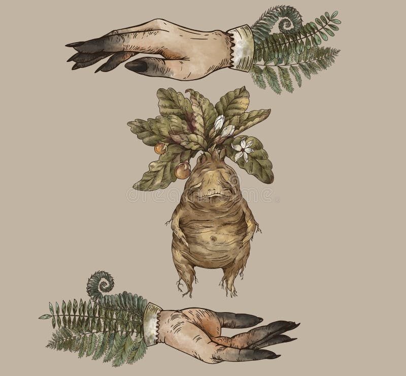 Mandrake Root Stock Illustrations – 250 Mandrake Root Stock