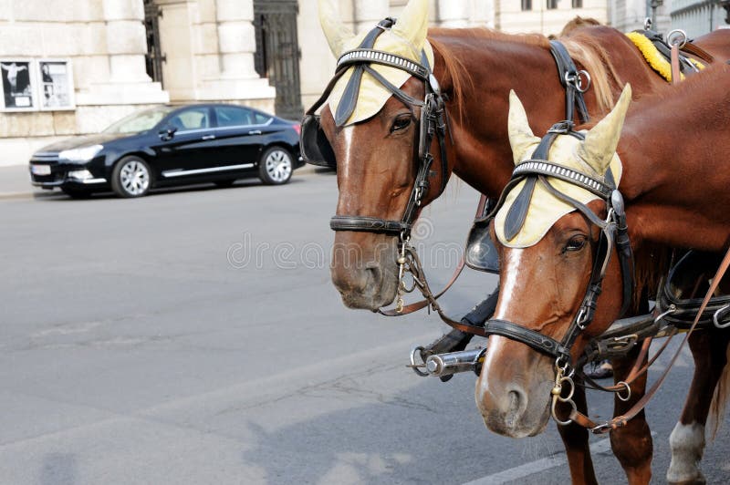 Porovnanie wintage a moderný spôsob dopravy staré kone dopravy a nové auto na pozadí.