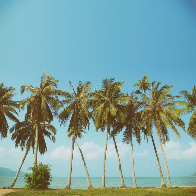 Vintage, nostalgica di palma stilizzata sulla spiaggia oceanica