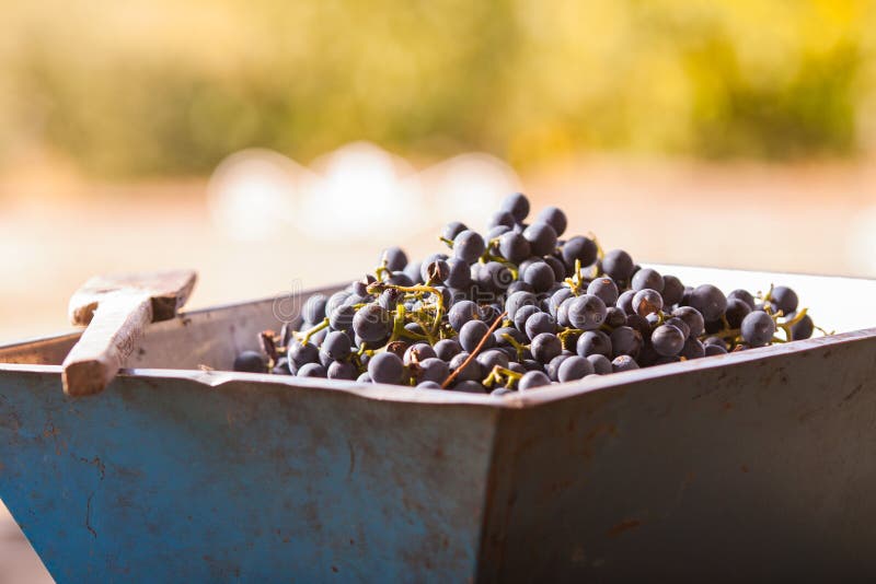 Vintage old grind machine. Homemade ecological wine production