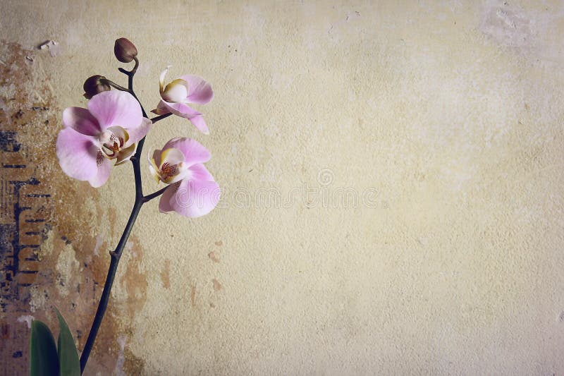 Vintage orchid stock images