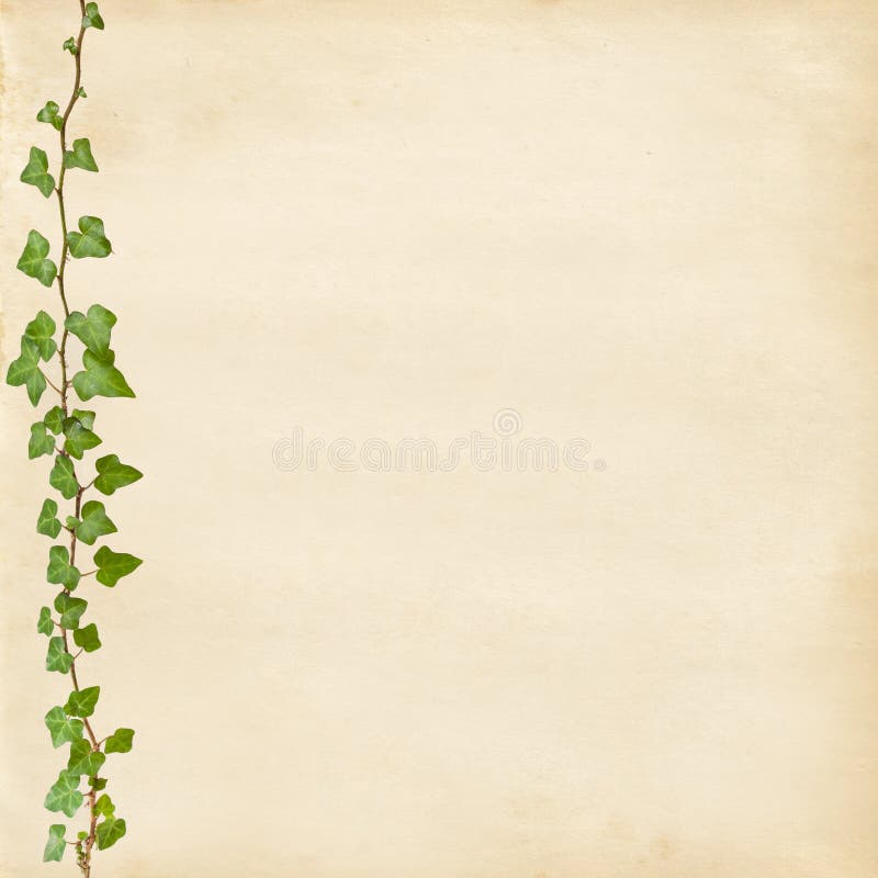 Vintage paper with Ivy stock image Vintage paper with Ivy stock image